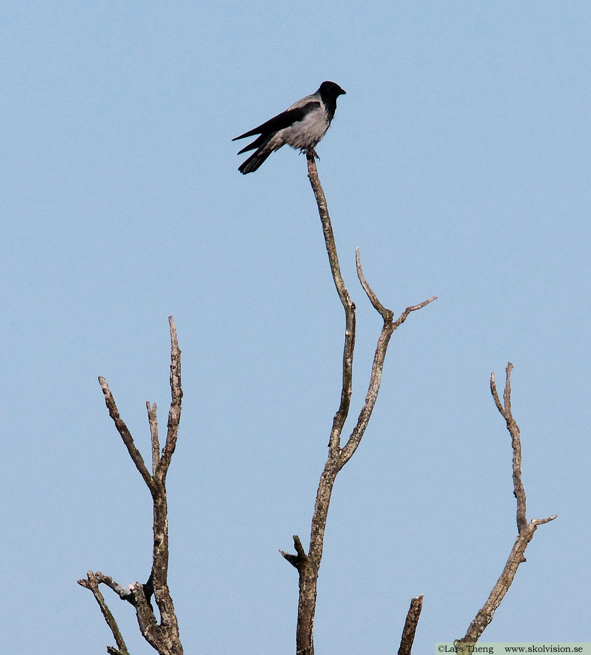 Korp, Corvus corax